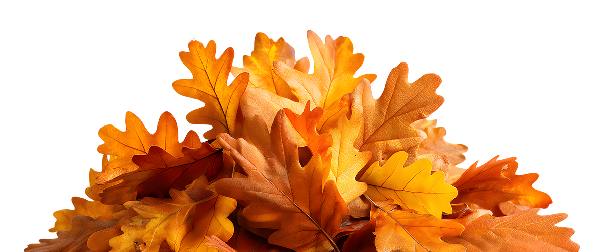 A pile of autumnal oak leaves