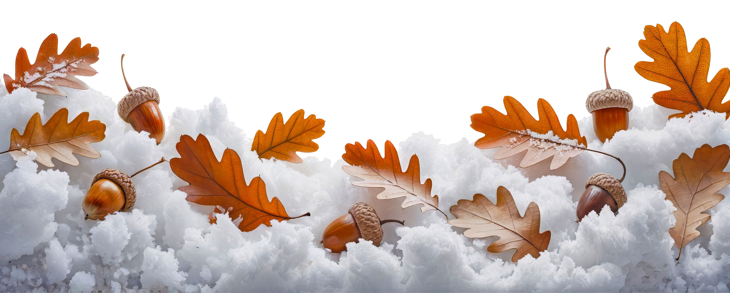 Oak leaves and acorns laying on snow